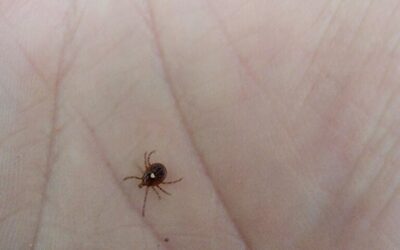 BMT Day 22 (Georgia)