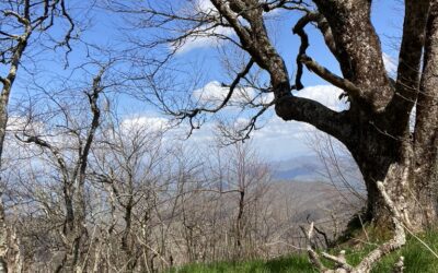 BMT Day 13 (Naked Ground)