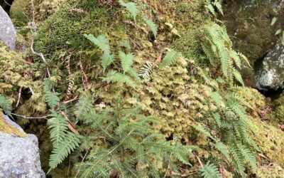 BMT Day 2 (Moss Wars)
