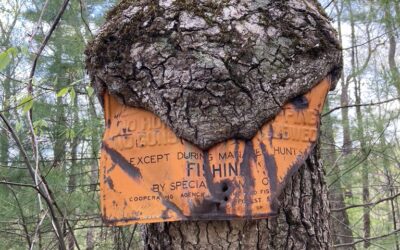 BMT Day 21 (Sign-Eating Trees!)